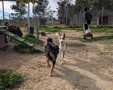 SAMBA, Hund, Podenco in Spanien - Bild 6