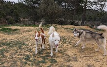 SAMBA, Hund, Podenco in Spanien - Bild 7