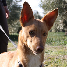 DYLAN, Hund, Podenco in Spanien - Bild 1