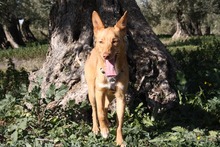 DYLAN, Hund, Podenco in Spanien - Bild 10