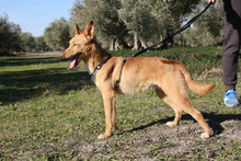 DYLAN, Hund, Podenco in Spanien - Bild 11