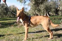 DYLAN, Hund, Podenco in Spanien - Bild 12