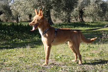 DYLAN, Hund, Podenco in Spanien - Bild 13