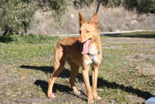 DYLAN, Hund, Podenco in Spanien - Bild 2