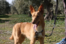 DYLAN, Hund, Podenco in Spanien - Bild 3