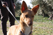 DYLAN, Hund, Podenco in Spanien - Bild 4