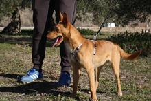 DYLAN, Hund, Podenco in Spanien - Bild 5