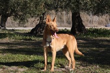 DYLAN, Hund, Podenco in Spanien - Bild 6