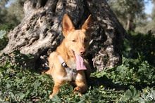 DYLAN, Hund, Podenco in Spanien - Bild 9