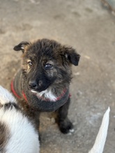 COSMEA, Hund, Mischlingshund in Rumänien - Bild 1