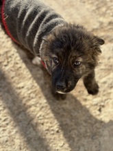 COSMEA, Hund, Mischlingshund in Rumänien - Bild 2