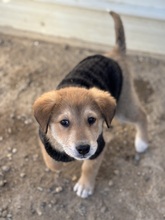 CORAL, Hund, Mischlingshund in Rumänien - Bild 1