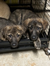 CALLA, Hund, Mischlingshund in Rumänien - Bild 2