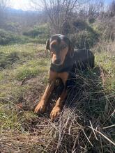 TRUDY, Hund, Mischlingshund in Bulgarien - Bild 10