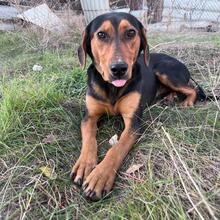 TRUDY, Hund, Mischlingshund in Bulgarien - Bild 4