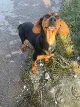 TRUDY, Hund, Mischlingshund in Bulgarien - Bild 6