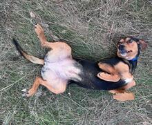TRUDY, Hund, Mischlingshund in Speyer