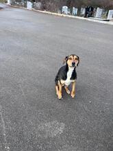 BIJOU, Hund, Mischlingshund in Neulußheim - Bild 2