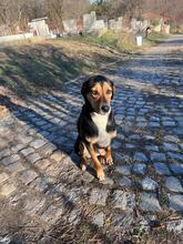 BIJOU, Hund, Mischlingshund in Neulußheim - Bild 3