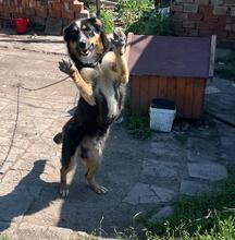 EGON, Hund, Mischlingshund in Bulgarien - Bild 10