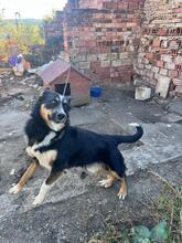 EGON, Hund, Mischlingshund in Bulgarien - Bild 2