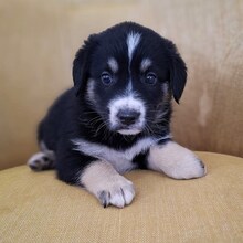 PATRIC, Hund, Mischlingshund in Rumänien - Bild 1