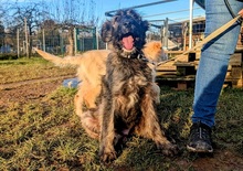 JOSHI, Hund, Herdenschutzhund-Mix in Mossautal - Bild 3