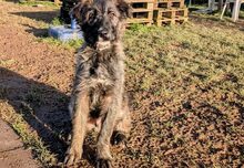 JOSHI, Hund, Herdenschutzhund-Mix in Mossautal - Bild 5