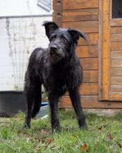 YOSHI, Hund, Mischlingshund in Steinfurt - Bild 1