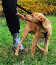 TAZ, Hund, Mischlingshund in Wunstorf - Bild 19