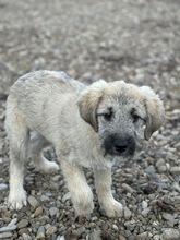 MELLY, Hund, Mischlingshund in Rumänien - Bild 1