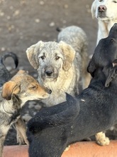 MELLY, Hund, Mischlingshund in Rumänien - Bild 4