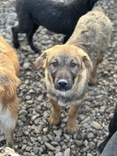 RON, Hund, Mischlingshund in Rumänien - Bild 1