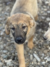 RON, Hund, Mischlingshund in Rumänien - Bild 3