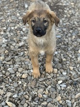 RON, Hund, Mischlingshund in Rumänien - Bild 4