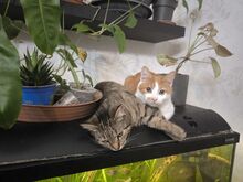 BOBOJSZA, Katze, Europäisch Kurzhaar in Ungarn - Bild 3