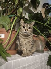 BOBOJSZA, Katze, Europäisch Kurzhaar in Bremerhaven - Bild 1
