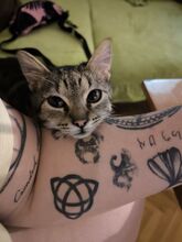 BOBOJSZA, Katze, Europäisch Kurzhaar in Bremerhaven - Bild 2