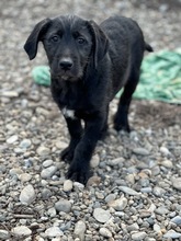 GIGI, Hund, Mischlingshund in Rumänien - Bild 1