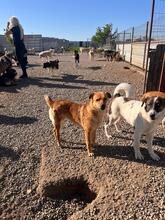 SOFIE, Hund, Mischlingshund in Rumänien - Bild 10