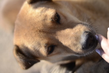 SOFIE, Hund, Mischlingshund in Rumänien - Bild 11