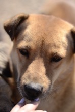 SOFIE, Hund, Mischlingshund in Rumänien - Bild 12
