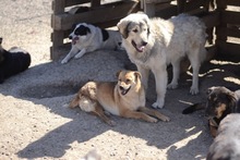 SOFIE, Hund, Mischlingshund in Rumänien - Bild 13