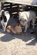 SOFIE, Hund, Mischlingshund in Rumänien - Bild 14