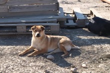 SOFIE, Hund, Mischlingshund in Rumänien - Bild 2