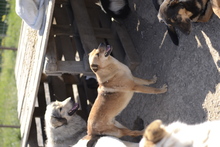 SOFIE, Hund, Mischlingshund in Rumänien - Bild 8
