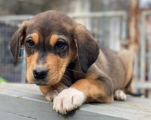 ALMUT, Hund, Mischlingshund in Griechenland - Bild 16