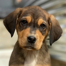 ALMUT, Hund, Mischlingshund in Griechenland - Bild 2