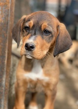 ODA, Hund, Mischlingshund in Griechenland - Bild 15