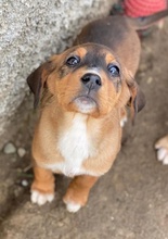 ODA, Hund, Mischlingshund in Griechenland - Bild 2